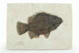 Detailed Fossil Fish (Cockerellites) - Wyoming #356797-1